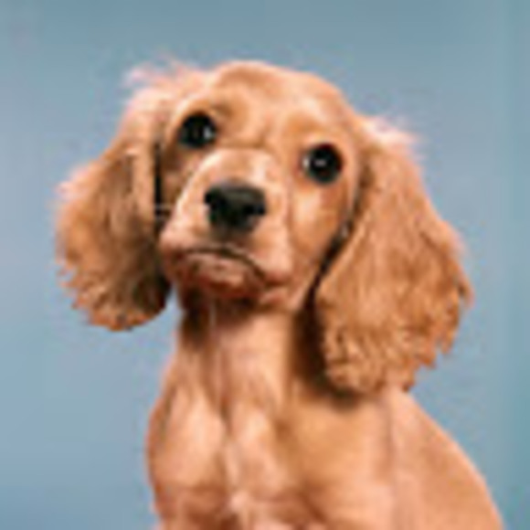 Meet your Posher, Lindsay - Picture 1 of 1